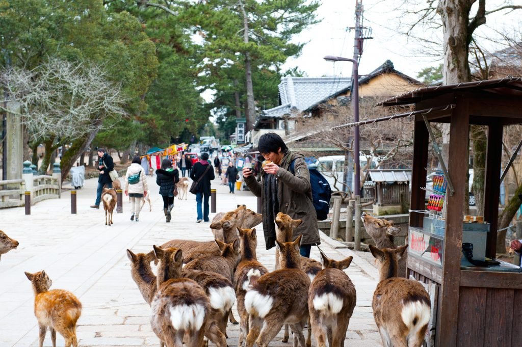 nara-deer-1024x681